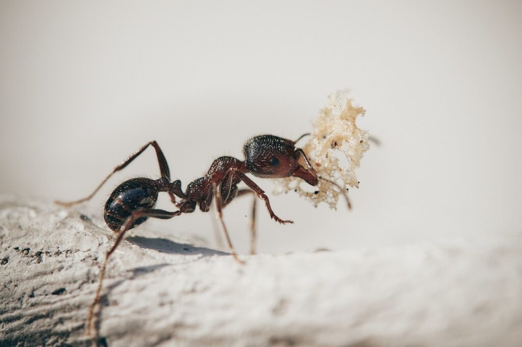 Close-up image of an ant , showcasing its detailed body structure and legs for an article for ant control Bakersfield