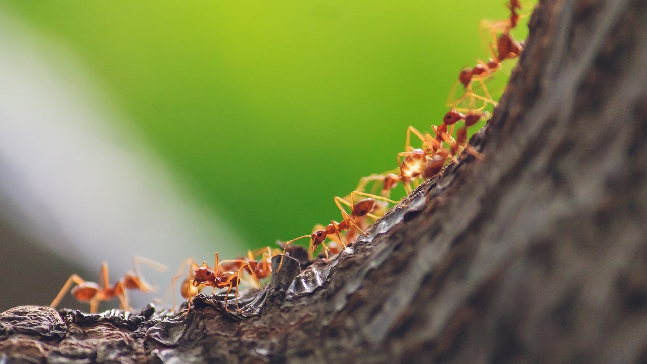 work, tree, wood-4958495.jpg