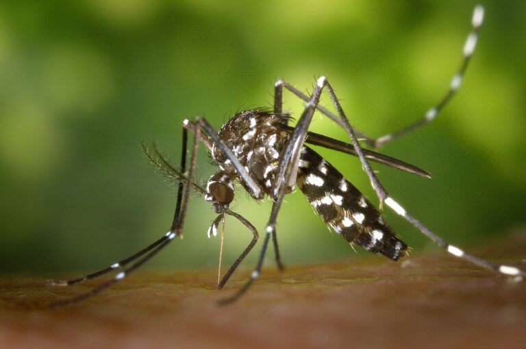 Mosquito control services in Bakersfield