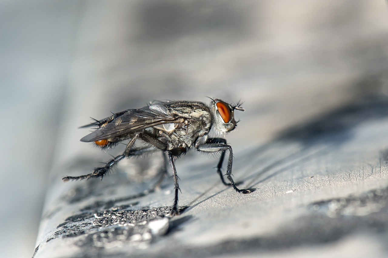 Fly Control Services in Bakersfield