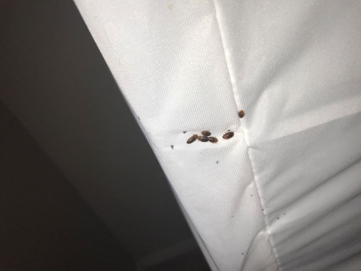 How to get rid of Bedbugs