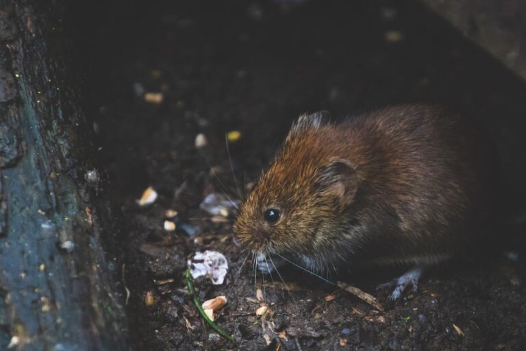 Close-up image of a small brown mouse, a common household pest, emphasizing the importance of rodent prevention in homes in Bakersfield