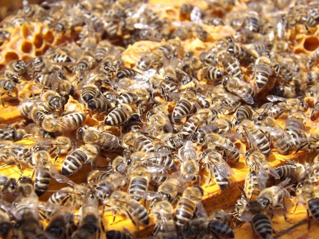 Close-up of bees covering a honeycomb, showcasing the vital role of pollinators in Bakersfield's ecosystem.