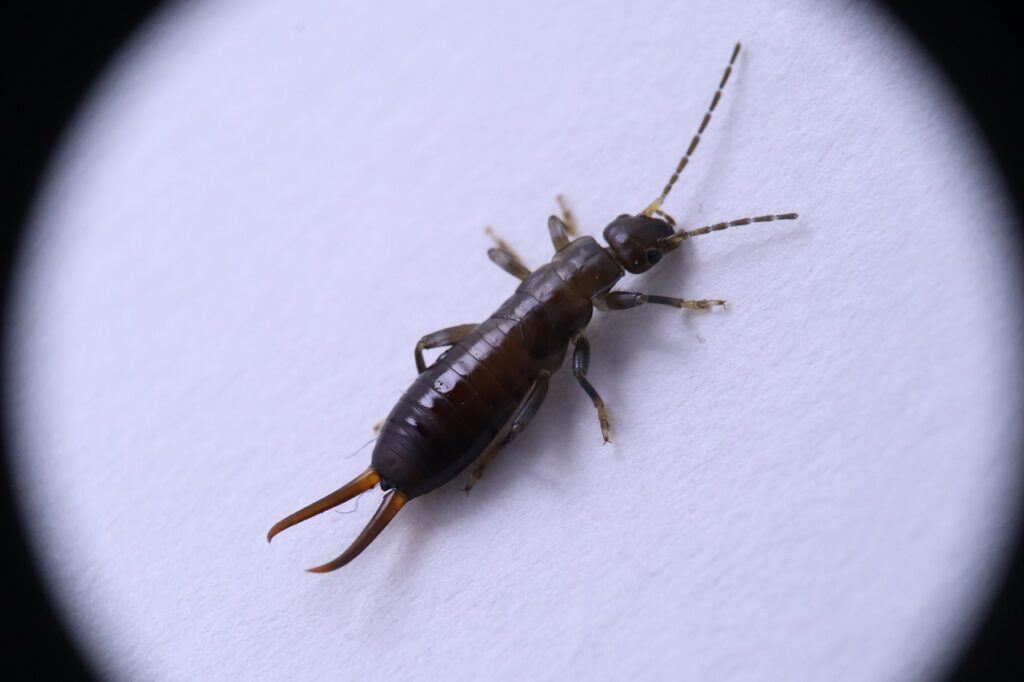 Close-up image of an earwig (pincher bug) on a white background, commonly found in Bakersfield homes.