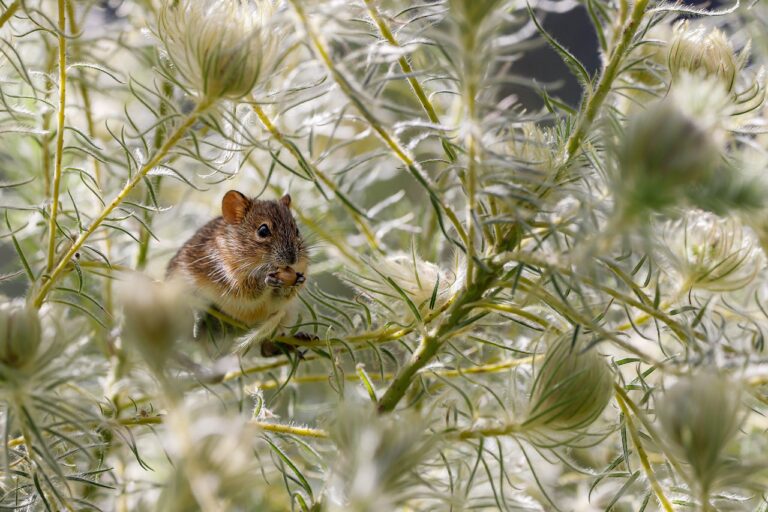 Rat in a field, highlighting the common rodent problem faced by homeowners in Bakersfield, CA.