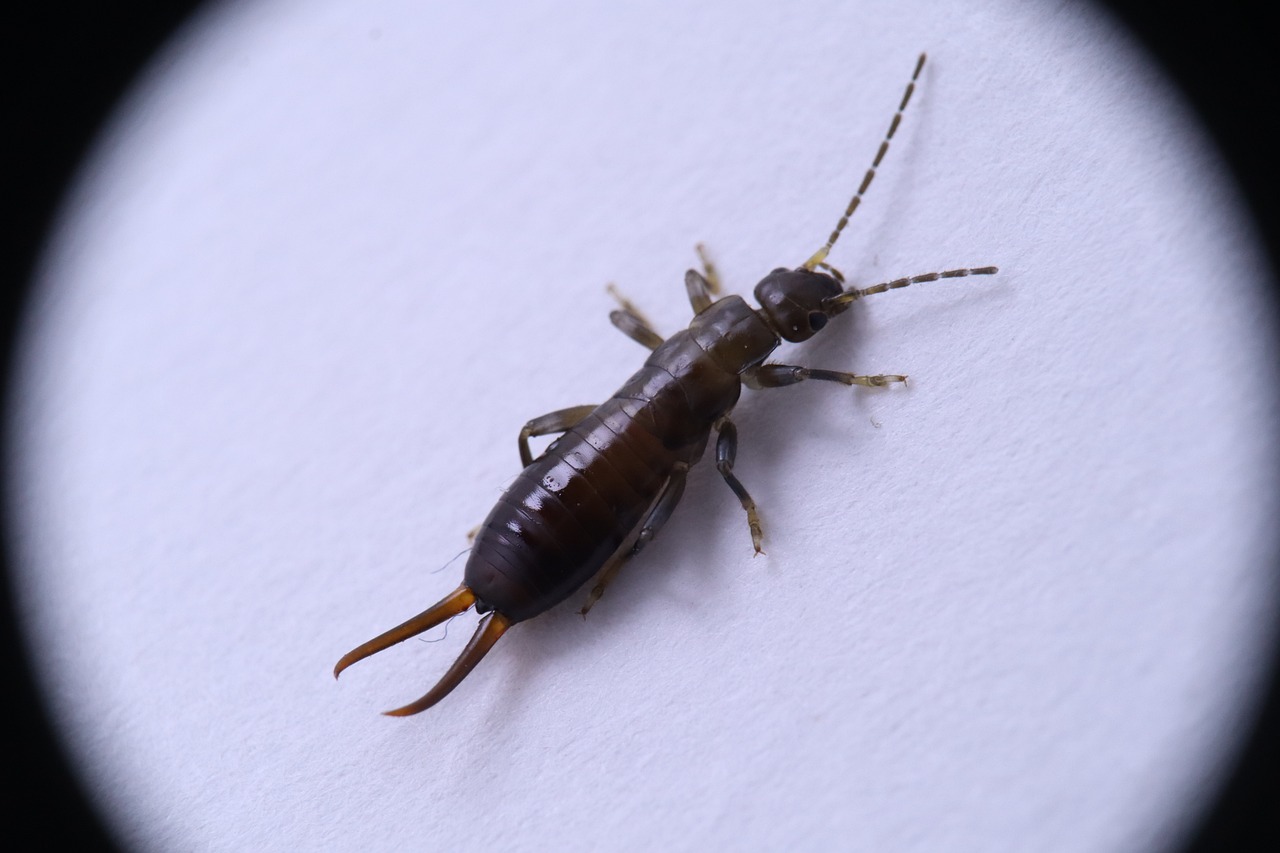 insect, earwig, dermáptera