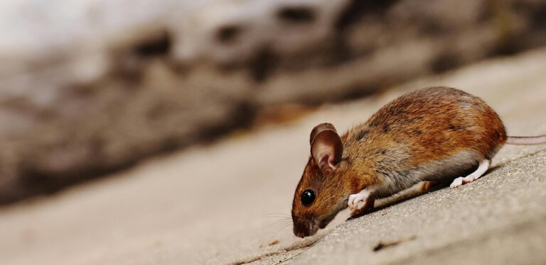 Close-up of a rodent, showcasing its small, furry body and alert expression.